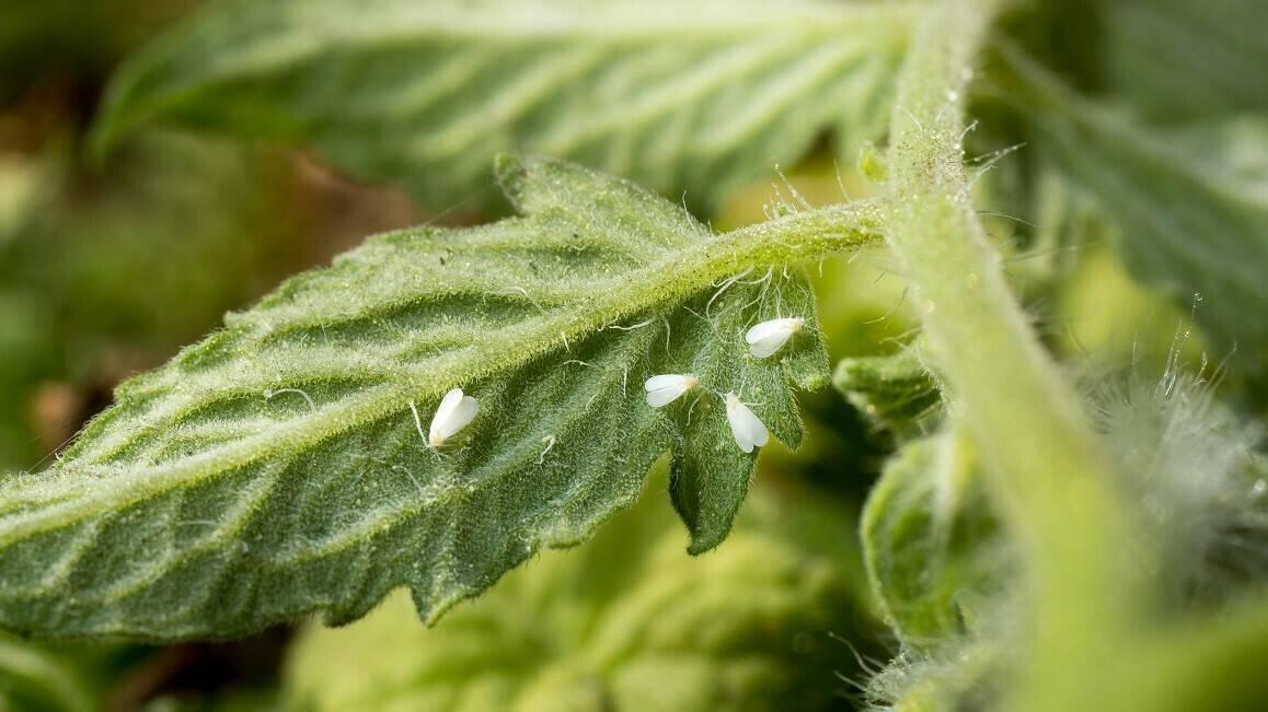 mosca-blanca-plaga-invernadero-botin|horticolas-frutales-plagas-botin